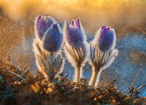 flower photography contest winners
