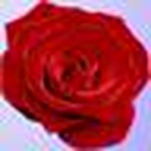 roses rosas max  pictures  day flickr