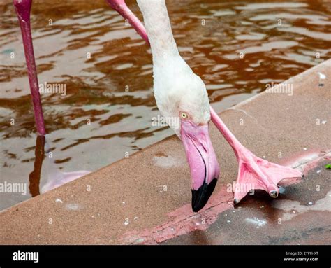 Group beautiful flamingos type hi-res stock photography and images - Alamy