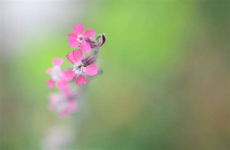 Nude Woman with Basket in Forest | people photo by Александр Лобанов