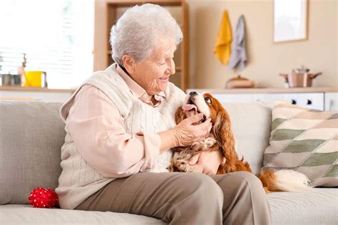 meet    affectionate dog breeds  iheartdogscom