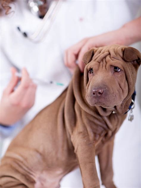 Keeping you and your pets safe from rabies