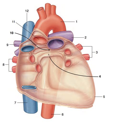 Pericardial Sinuses & Structures Diagram | Quizlet