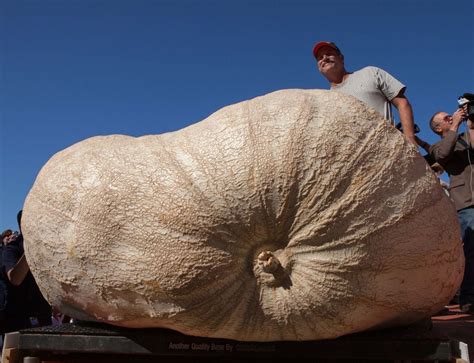2024 Largest Pumpkin - Melva Sosanna