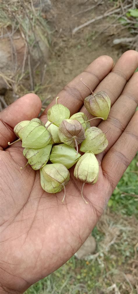 cape gooseberries recipes 8