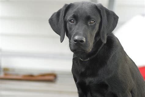 portrait, retriever, puppy, lab, coated, doggy, short, black, 4K
