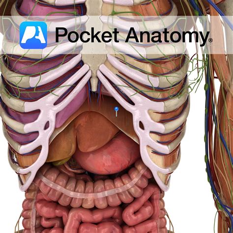 diaphragm pocket anatomy