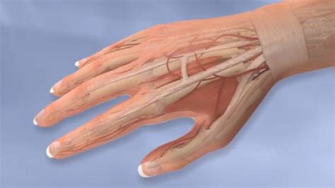hand wrist elbow understandortho
