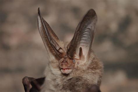 Townsend's big-eared bat (Wildlife of Boyd Lake State Park) · iNaturalist