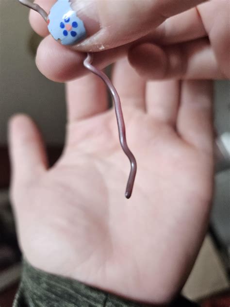 Baby Snake Identification : r/Austin
