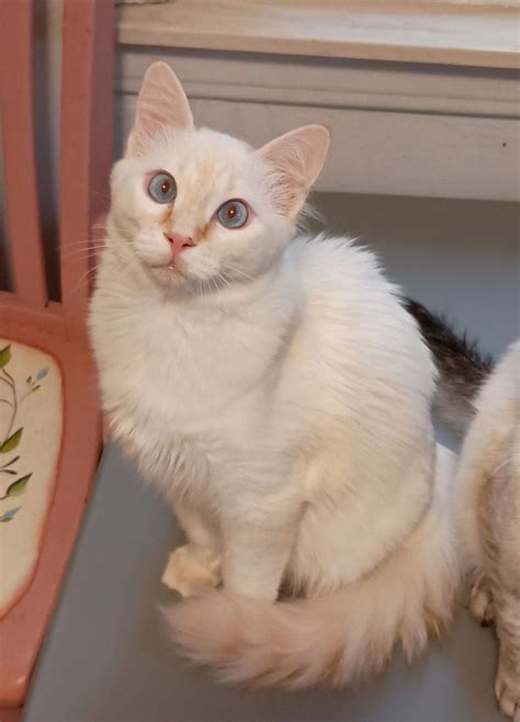 The Flame Point Balinese A Comprehensive Guide To The Colorpoint Longhairs History Temperament And Care