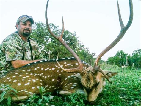 Axis Deer Hunting | 60+ Species Available to Hunt | OX Ranch