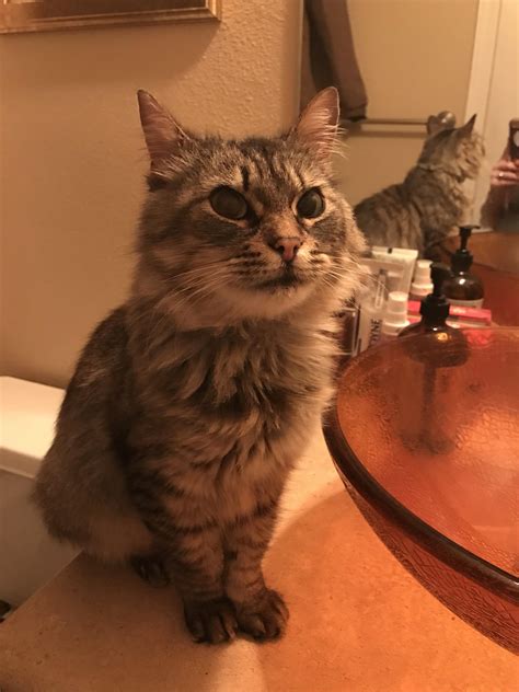 FOUND: Tabby kitten - 143rd and Wallingford : r/Seattle