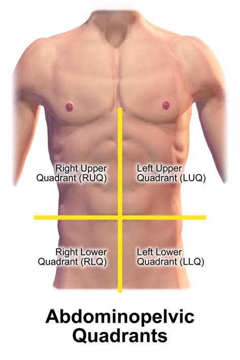gastrointestinal  genitourinary assessment medicine libretexts