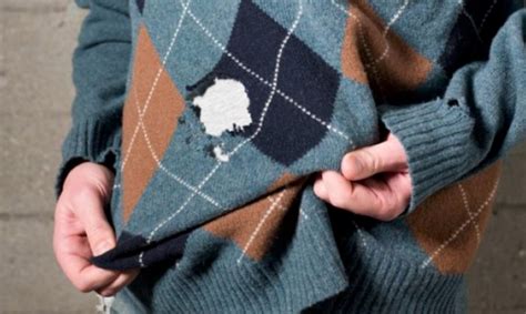 Bixo Que Come Roupa - Como Identificar e Eliminar 6 Insetos Que Fazem Buracos na sua Roupa