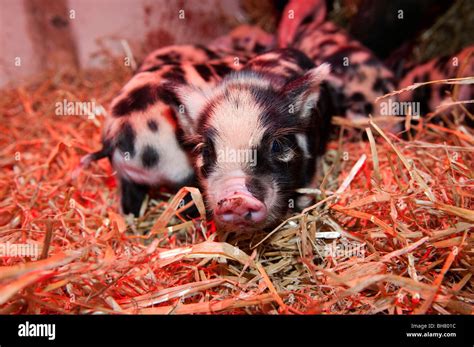 Kune Kune piglets under heat lamp Stock Photo - Alamy