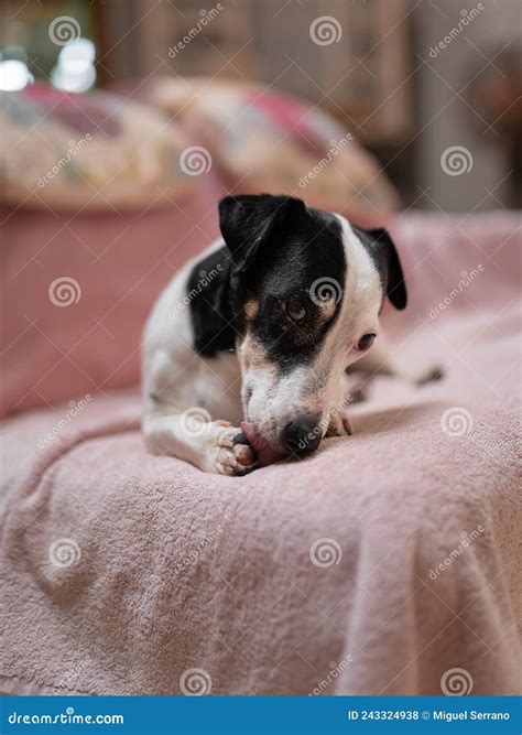 How To Stop Dog Licking Shaved Leg