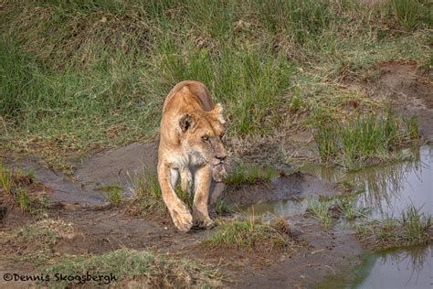 4790 Lioness Hunting, Tanzania - Dennis Skogsbergh PhotographyDennis ...