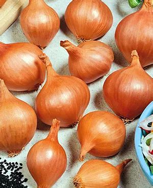 Купить Лук семейный (шалот) Рыжик от Сады России, 4526