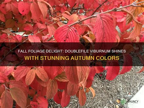 Fall Foliage Delight: Doublefile Viburnum Shines With Stunning Autumn ...