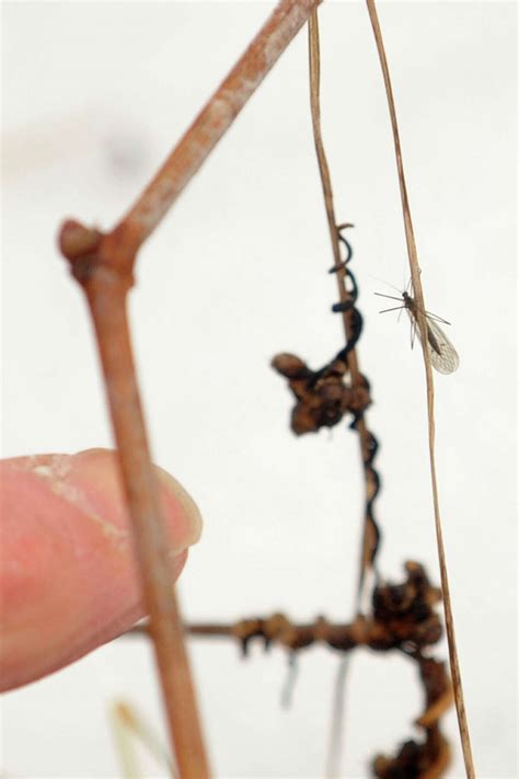 Robert Miller: How insects — from ants to bees — survive winter