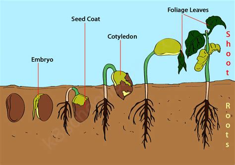seed germination diagram