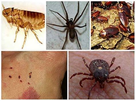 Identifying Bugs and Their Bites - Mental Scoop