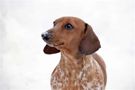 Piebald Dachshund - A-Z Animals