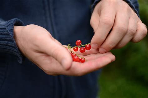 Cibi bio, una scelta che fa bene a sé stessi e all’ambiente