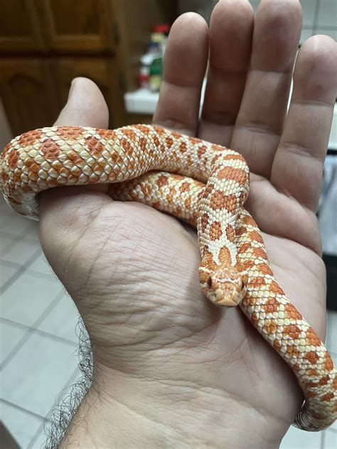 Uncle Rico :) : r/Sneks