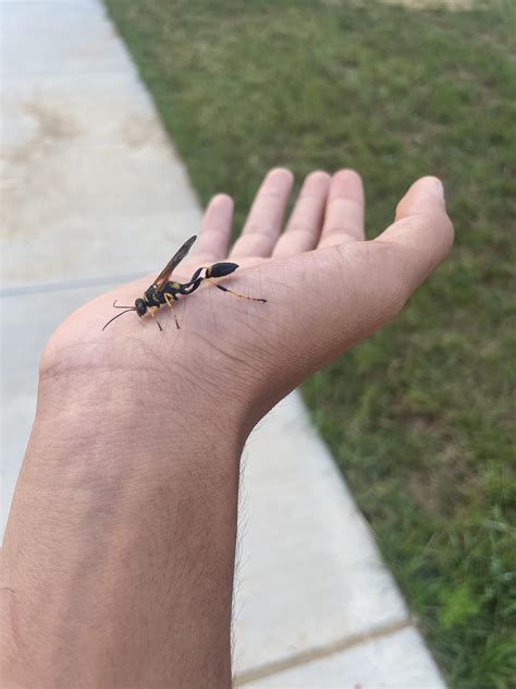 Mud Dauber Wasp Sting