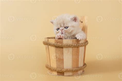A creamy exotic kitten is sitting in a large wooden bath cup on a beige