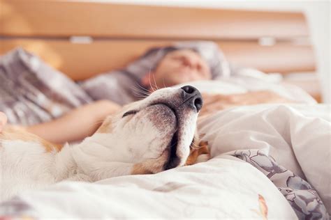 Can Your Pet Sleep In Your Bed if You Have Allergies? | Blog | Ashford
