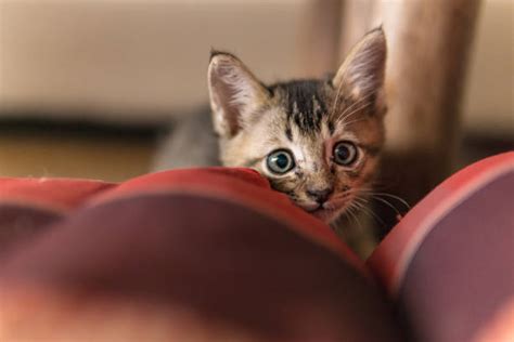 pouncing  stock  pictures royalty  images istock