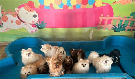 Creche Na Vila Formosa - Creche – Centro Veterinário Vila Formosa