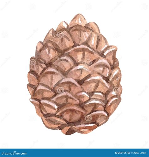 Watercolor Fir and Pine Cones. Christmas Decor Stock Illustration
