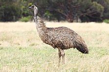 emu wikipedia