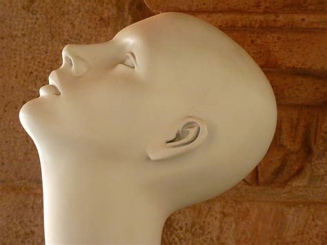 head face bald  photo  pixabay