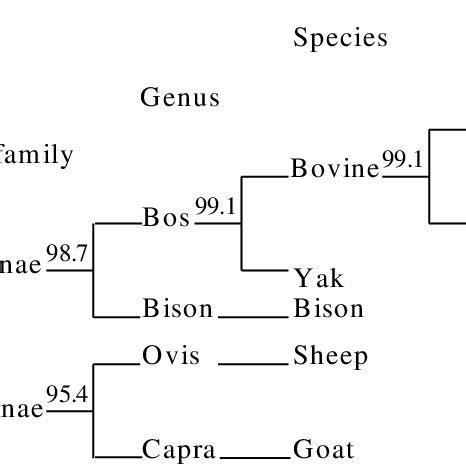 Evolutionary tree based on the amino acid identities among Bovidae SRY ...