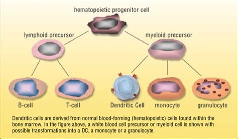 Types Of Dendritic Cells