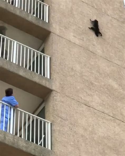 Racoon jumps from tall building, cameraman fails to capture the landing. : r/killthecameraman