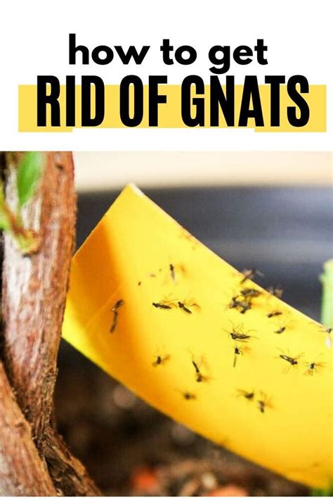 How to Get Rid of Gnats in House Plants | How to get rid of gnats ...