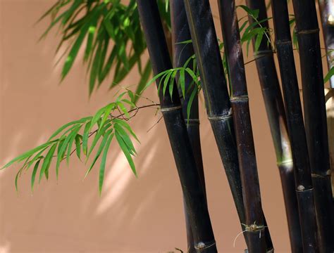 Mastering the Art of Growing and Caring For Black Bamboo