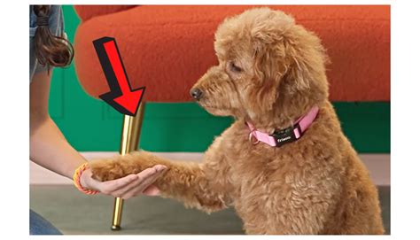 Master the Art of Teaching Your Dog to Shake: A Simple Step-by-Step Guide - Hunter Games Magazine