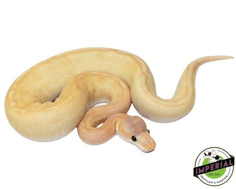 banana champagne ball python  sale imperial reptiles imperial