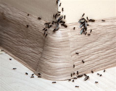 The Impact of Weather on Pest Control - Home Run Pest & Termite Control
