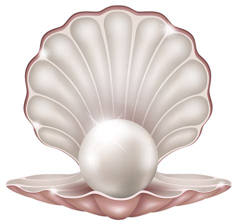kerang mutiara pantai gambar gratis  pixabay pixabay