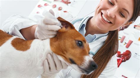 Tips for Spotting and Preventing Ear Mites in Dogs - Bravecto Blog