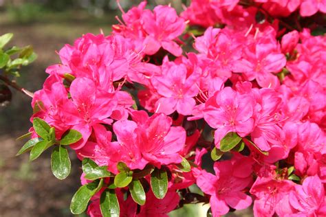 Der Rhododendron Shop von Hobbie aus Westerstede - Azalee, Rubinetta