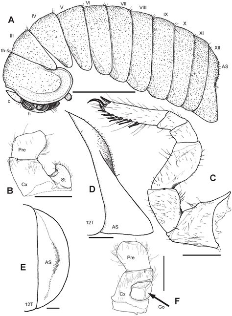 Madagascar's Living Giants: Discovery of Five New Species of Endemic